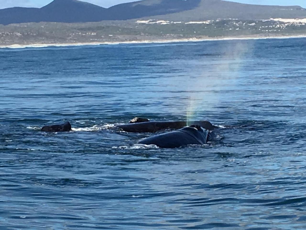 Marine 5 Boutique Hotel Gansbaai Luaran gambar